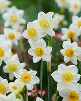 Narcissus Crevette
