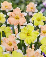 Narcissus Walz, Cassata