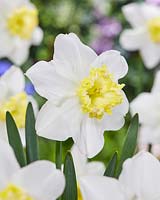 Narcissus Crispa