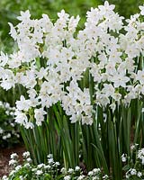 Narcissus Paper White