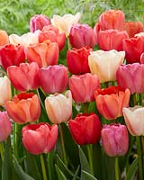 Tulipa Pride mix