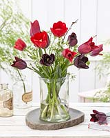 Tulipa combination