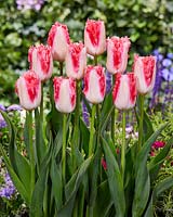 Tulipa Sweet Simone