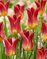 Tulipa Striking Match