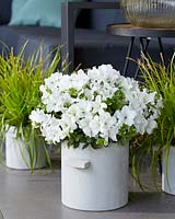 Rhododendron EncoreÂ® Pure White