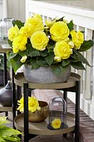 Begonia AmeriHybridÂ® Roseform yellow