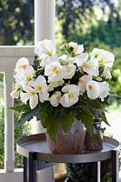 Begonia Daffodil White