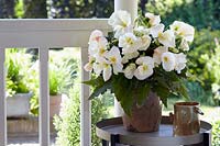 Begonia Daffodil White