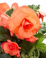 Begonia AmeriHybridÂ® Roseform Peach