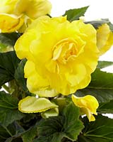 Begonia  AmeriHybridÂ® Roseform Yellow