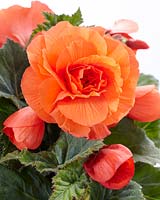 Begonia AmeriHybridÂ® Roseform Apricot