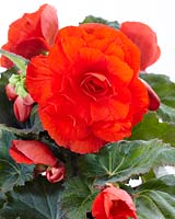 Begonia AmeriHybridÂ® Roseform Orange
