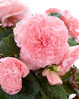 Begonia AmeriHybridÂ® Ruffled Pink