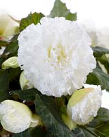 Begonia AmeriHybridÂ® Ruffled White