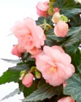 Begonia Sundancerâ„¢ Pink