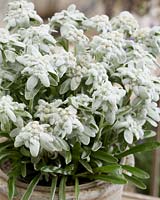 Leontopodium alpinum Silvery Frost