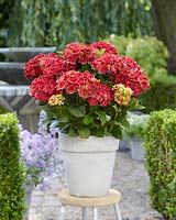 Hydrangea Multi-Double by MagicalÂ® Red Red Wine