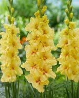 Gladiolus Yellow Age