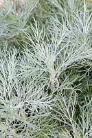 Artemisia mauiensis Makana Silver