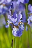 Iris sibirica Fran's Gold