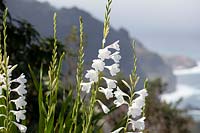Watsonia in Madeira