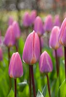 Tulipa Light and Dreamy