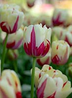 Tulipa World Expression