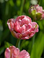 Tulipa Green Lake
