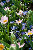 Tulipa bakeri Lilac Wonder, Anemone blanda Blue Shades