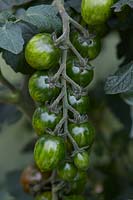 Solanum lycopersicum Chocolate Sprinkles