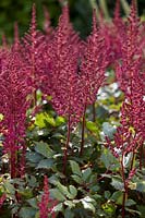 Astilbe chinensis Vision in Red Â®