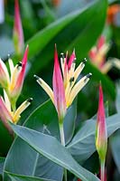 Heliconia Ruby Parrot