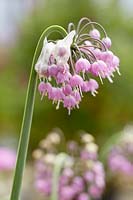 Allium cernuum Hidcote