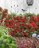 Pyracantha coccinea Red Star