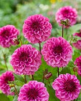 Dahlia Laughing Lizzy