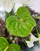 Anthurium andreanum Olivius