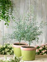 Eucalyptus France Bleu ® in pot