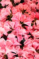 Rhododendron Belle de Flore