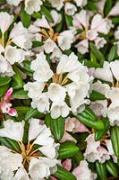 Rhododendron Edelweiß