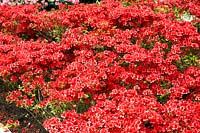Rhododendron Fridoline