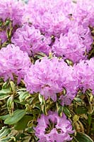 Rhododendron Goldfinger