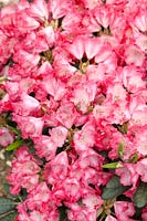 Rhododendron Kokette ®