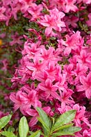 Rhododendron x obtusum