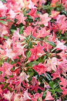 Rhododendron Jolie Madame