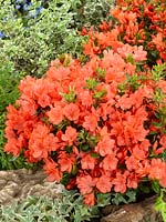 Rhododendron Rex