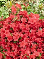 Rhododendron Stewartoniana