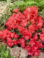 Rhododendron Abendrot