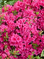 Rhododendron Amoena