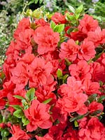 Rhododendron Florida