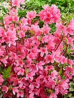 Rhododendron Madame van Hecke